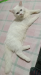 Persian cat